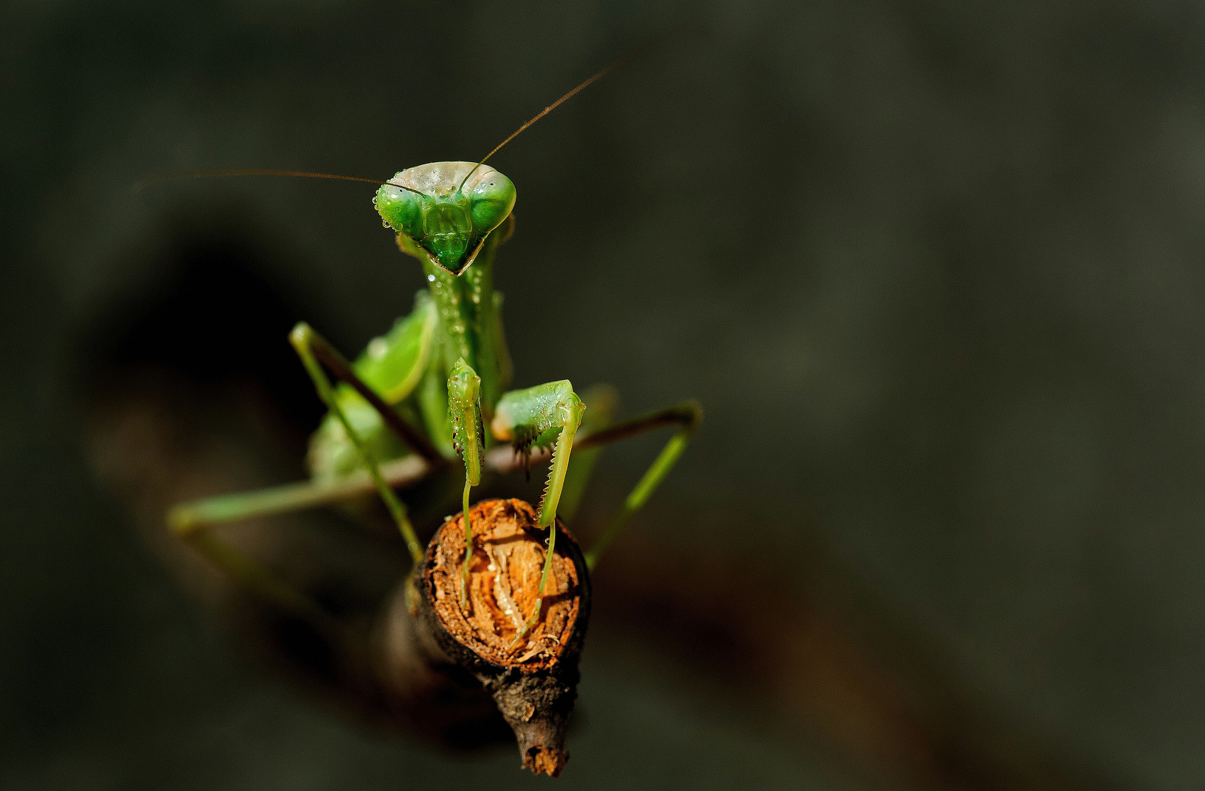 green praying mantis in close up photography